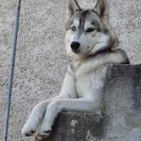 Magnifique femelle husky #1