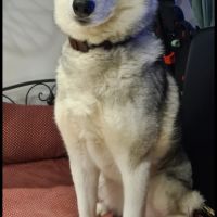 Magnifique femelle husky #2