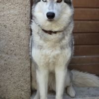 Magnifique femelle husky