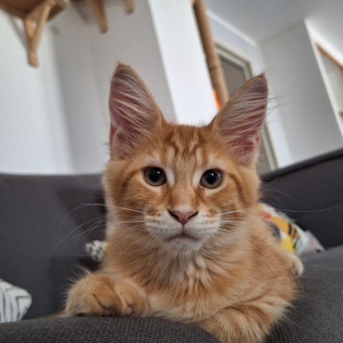 Maine coon loof - red silver mackerel tabby #2