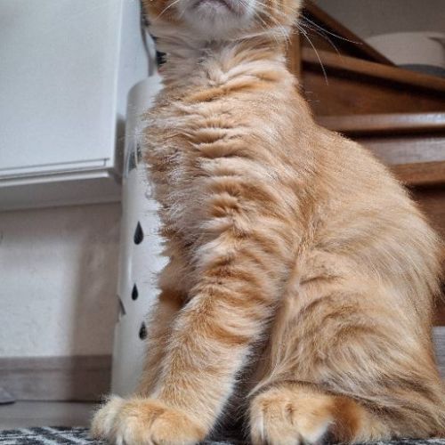 Maine coon loof - red silver mackerel tabby #3