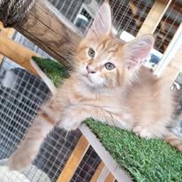 Maine coon loof - red silver mackerel tabby #4