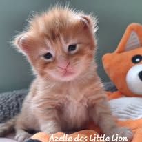 Maine coon loof - red silver mackerel tabby #5