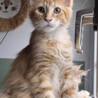 Maine coon loof - red silver mackerel tabby