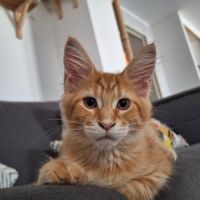 Maine coon loof - red silver mackerel tabby #2