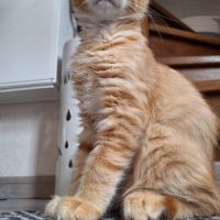 Maine coon loof - red silver mackerel tabby #3