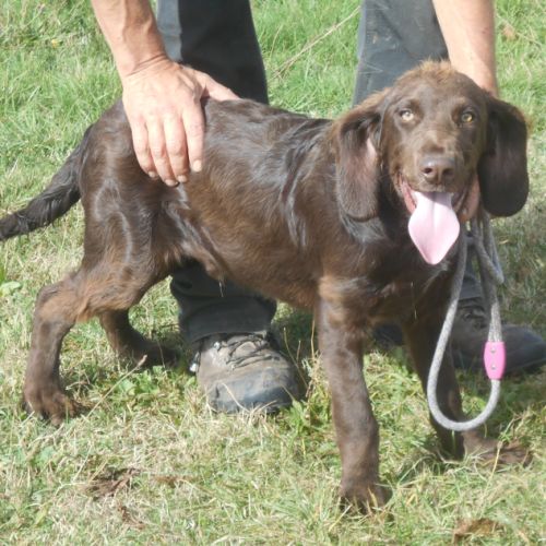 Chiens d'oysel allemands 1 an lof à vendre #3