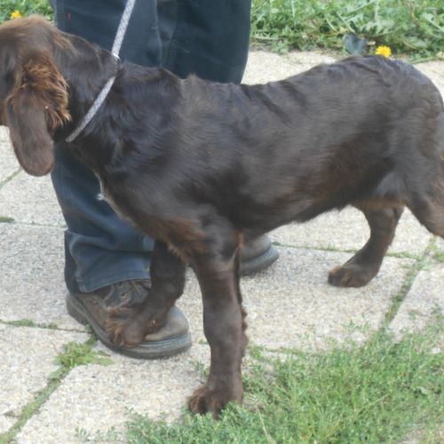 Chiens d'oysel allemands 1 an lof à vendre #4