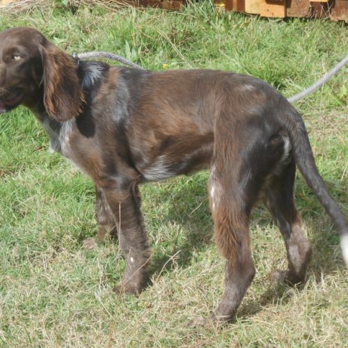 Chiens d'oysel allemands 1 an lof à vendre #5