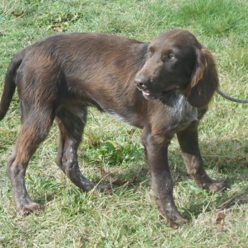 Chiens d'oysel allemands 1 an lof à vendre #6