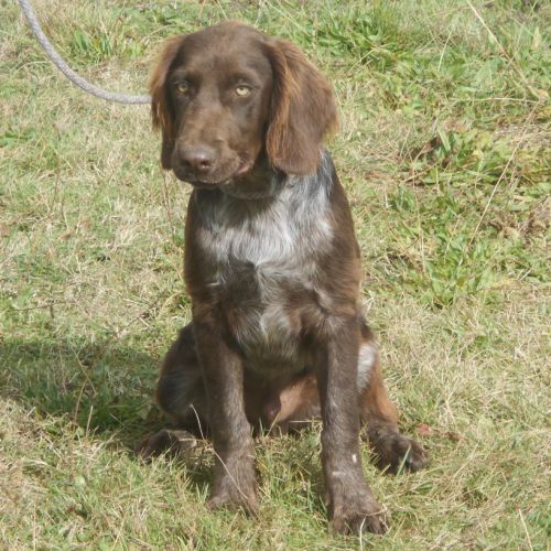 Chiens d'oysel allemands 1 an lof à vendre #8