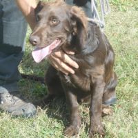 Chiens d'oysel allemands 1 an lof à vendre