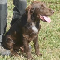 Chiens d'oysel allemands 1 an lof à vendre #2