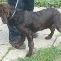 Chiens d'oysel allemands 1 an lof à vendre #4