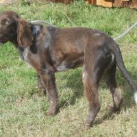 Chiens d'oysel allemands 1 an lof à vendre #5