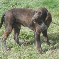 Chiens d'oysel allemands 1 an lof à vendre #6