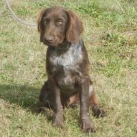 Chiens d'oysel allemands 1 an lof à vendre #8