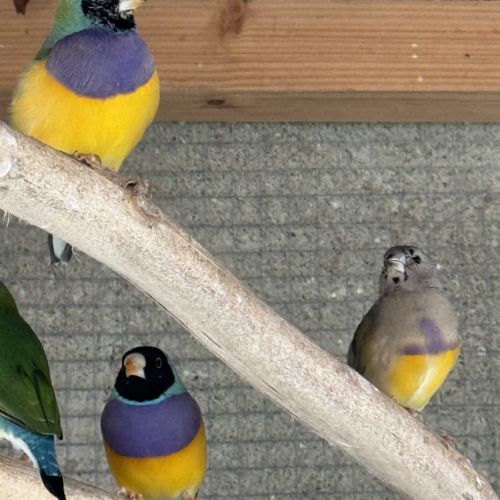 Diamants de gould mâles #1