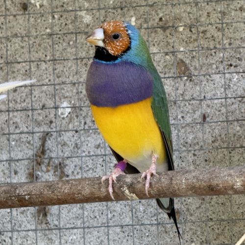 Diamants de gould mâles #2