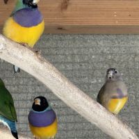 Diamants de gould mâles #1