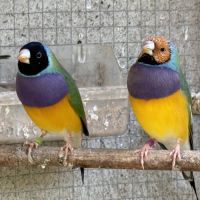 Diamants de gould mâles