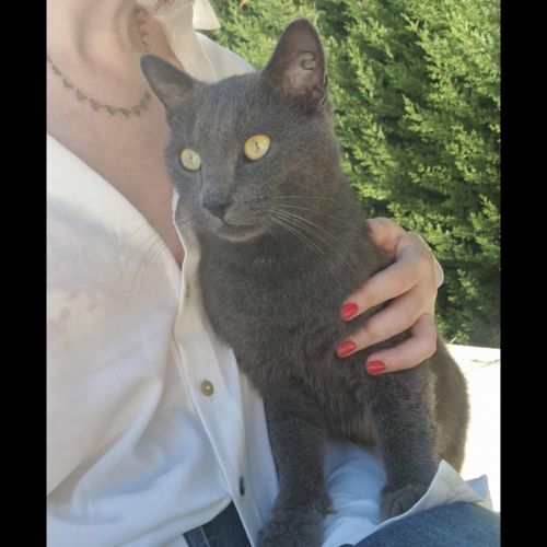 Tigris, adorable chat à l'adoption