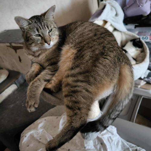 Happy & kiara  frère et soeur en double adoption #1