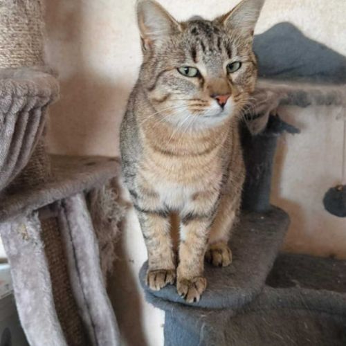 Happy & kiara  frère et soeur en double adoption #3