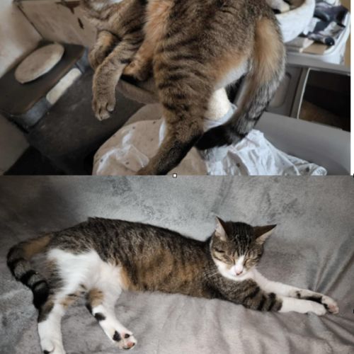 Happy & kiara  frère et soeur en double adoption #4