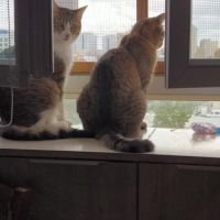 Happy & kiara  frère et soeur en double adoption #5