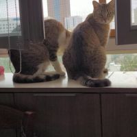 Happy & kiara  frère et soeur en double adoption