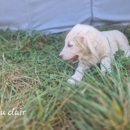 Chiots montagne des pyrénées cherche une famille #5