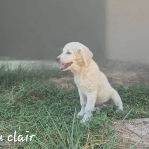Chiots montagne des pyrénées cherche une famille #9
