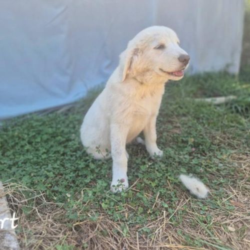 Chiots montagne des pyrénées cherche une famille #10