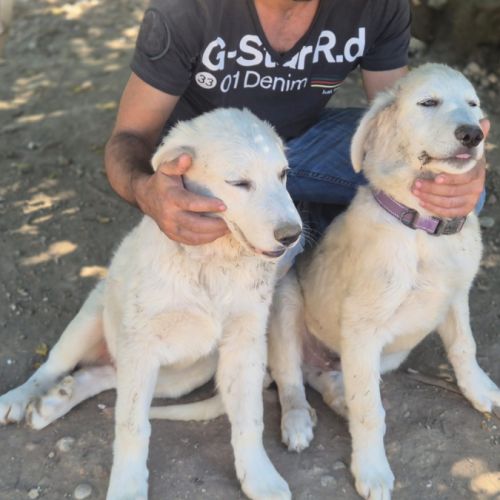 Chiots montagne des pyrénées cherche une famille #11