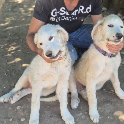Chiots montagne des pyrénées cherche une famille #12