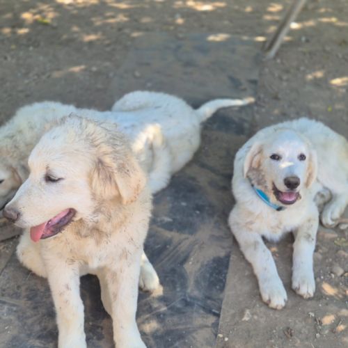Chiots montagne des pyrénées cherche une famille #13