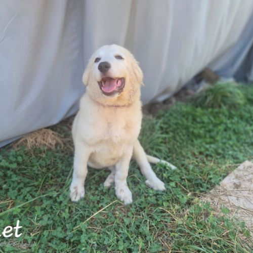 Chiots montagne des pyrénées cherche une famille #15