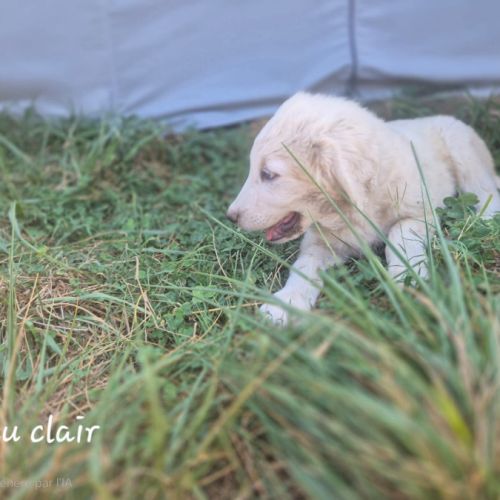 Chiots montagne des pyrénées cherche une famille #16