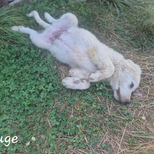 Chiots montagne des pyrénées cherche une famille #17
