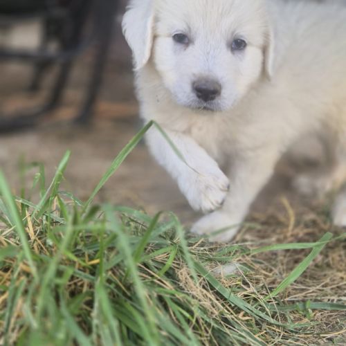 Chiots montagne des pyrénées cherche une famille