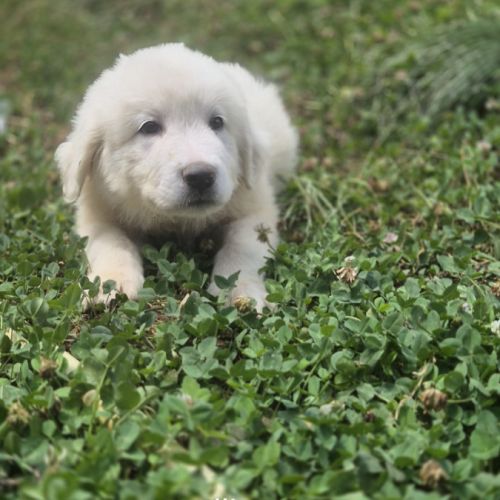 Chiots montagne des pyrénées cherche une famille #21