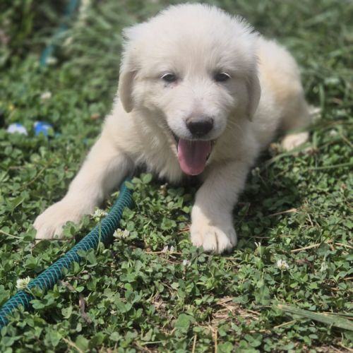 Chiots montagne des pyrénées cherche une famille #22