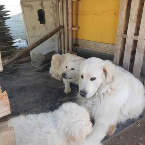 Chiots montagne des pyrénées cherche une famille #23