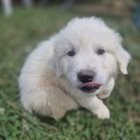 Chiots montagne des pyrénées cherche une famille #1