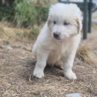 Chiots montagne des pyrénées cherche une famille #3