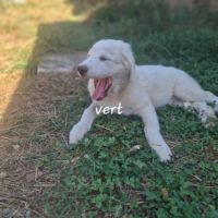 Chiots montagne des pyrénées cherche une famille #8