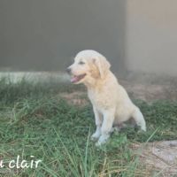 Chiots montagne des pyrénées cherche une famille #9