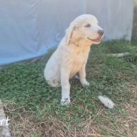 Chiots montagne des pyrénées cherche une famille #10