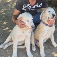 Chiots montagne des pyrénées cherche une famille #11